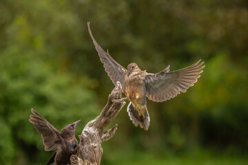 Dove in flight