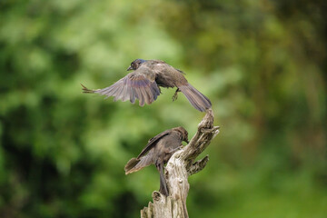 Grackles in Summer