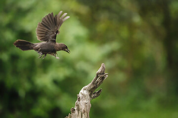Grackle flying