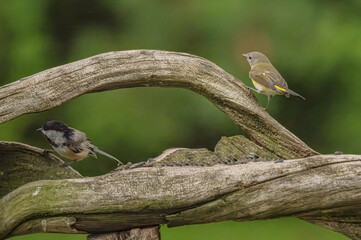 Warbler and Chickader perched