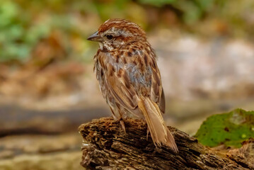 Song Sparrow perched