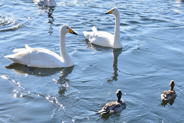 水辺の白鳥