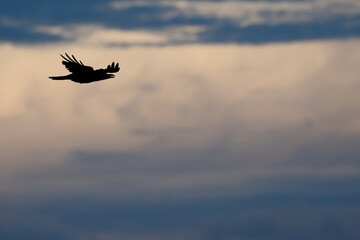 空を飛ぶカラス