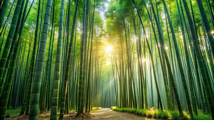 Peaceful bamboo forest in the morning sunlight, bamboo, forest, morning, peaceful, nature, tranquility, green, serene