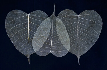 Detail of the white veins of the leaves on a dark background