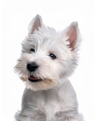 笑顔のウエスト・ハイランド・ホワイト・テリアの子犬のポートレート（Portrait of a smiling West Highland White Terrier puppy on white background）
