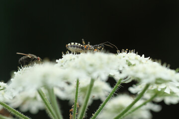 insect on white flower