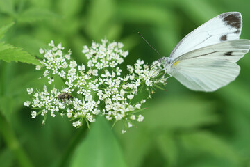 white butterfly on white flower