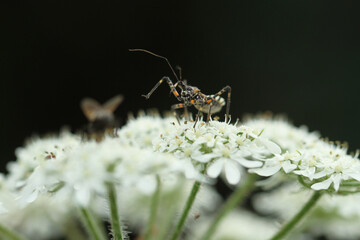 insect on white flower