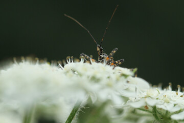 insect on white flower