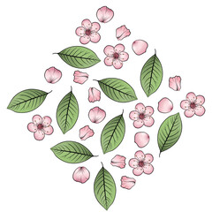 Pink Cherry blossom with leaves and petal seamless pattern illustration with transparent background