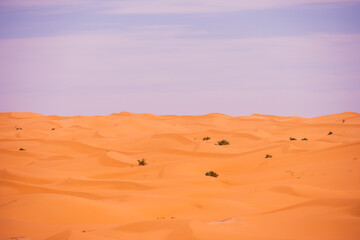 sand dunes in the desert