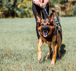 german shepherd dog angry