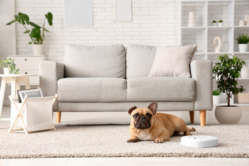 Cute french bulldog lying near robot vacuum cleaner at home