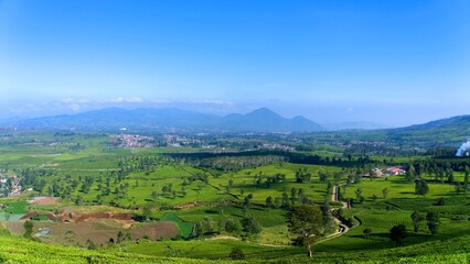 Amazing green tea garden landscape view with clear blue sky