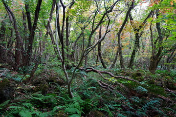 dense autumn forest with ferns and old trees