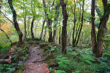 fine autumn forest with pathway