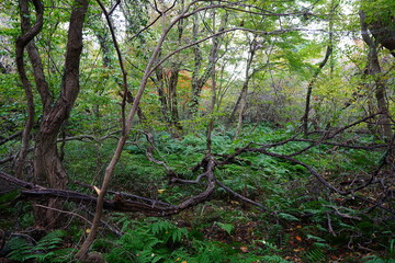 dense autumn forest with ferns and old trees