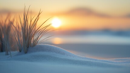 sand sunset background snowy environment grass low sun severe snow during white warm illumination enduring microscopic