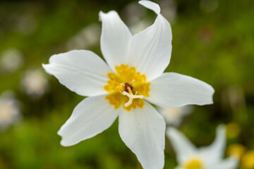 Focus On Carpel of Lily Against The Brilliant White And Yellow Of the Petals