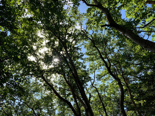 富士山登山道からの景色