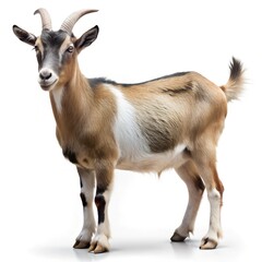 Obraz premium goat isolated on white background