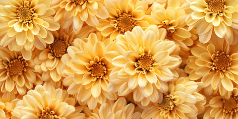 Beautiful Yellow Chrysanthemum Flower