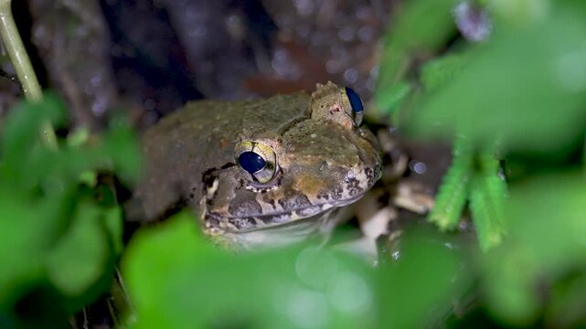 Giant River Frog (Limnonectes leporinus) hiding in the grass. Close up Asian Grass Frog (Fejervarya limnocharis) in tropical jungle rainforest, Malaysia