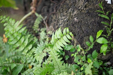 Green fern growing on the bark of a tree in the forest