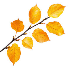 Fototapeta premium Branch of vibrant yellow autumn leaves against a black background, symbolizing seasonal change and nature's beauty