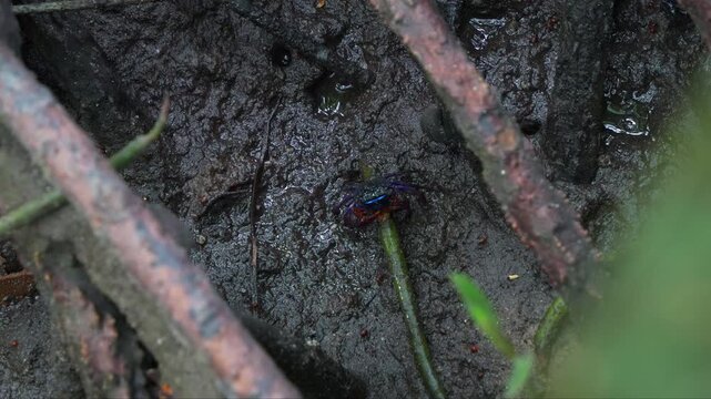 A small iridescent face-banded crab, a sediment grazer, feeding on mangrove leaves and roots in wetlands environment, close-up shot during the low tide period.