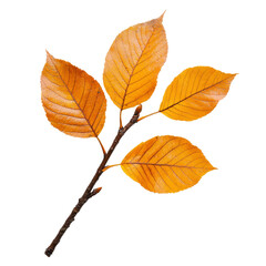 Autumn leaves isolated on black background. Illustration of a twig with golden leaves. Perfect for seasonal designs, fall crafts, and nature projects.