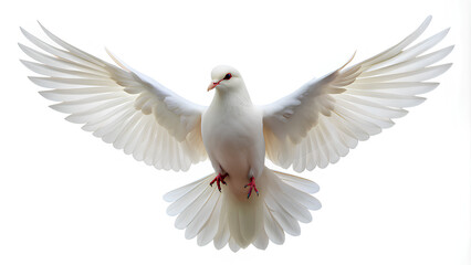 Fototapeta premium Free flying white dove on isolate white background, Clipping path