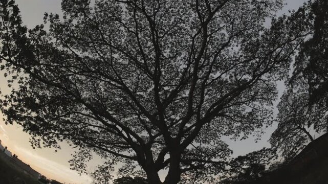 Sunset leafy tree - Fisheye