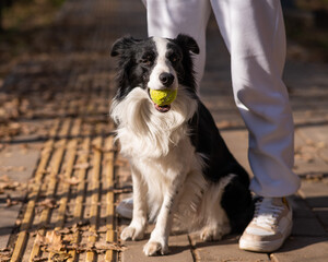 A black and white border collie dog stands at the feet of the owner with a ball in his mouth. 