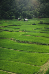 Green rice fields in rural Asia, agriculture concept