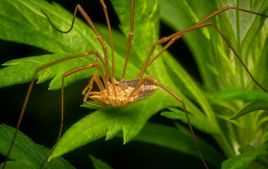 Macrophotography of a Harvestman spider (Phalangium opilio) on green leaf.