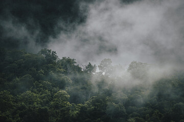 In the morning, the mountain landscape is shrouded in mist and fog, with clouds drifting across the sky, creating a stunning natural background that enhances the forest's beauty.