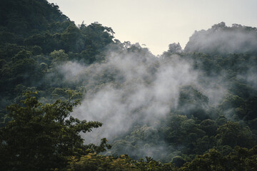 In the morning, the mountain landscape is shrouded in mist and fog, with clouds drifting across the sky, creating a stunning natural background that enhances the forest's beauty.