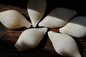 Italian raw conchiglioni on the background of a rustic tree 