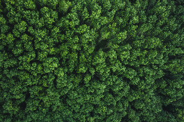 Aerial view of dark green forest with misty clouds