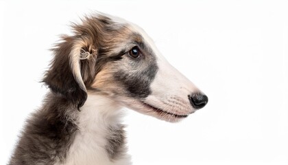 Fototapeta premium ボルゾイの子犬のポートレート（Borzoi puppy portrait on white background） 