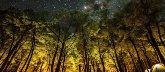 Nighttime Forest with Milky Way and Tents