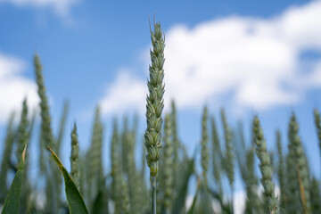 Green wheat in the country field in spring © Mentor