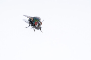 Detailed fly on a white background