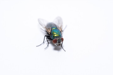Fly on a white background 