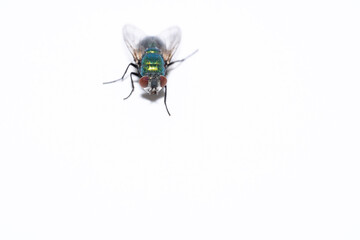 Detailed fly on a white background