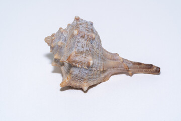 Sea shell on white background