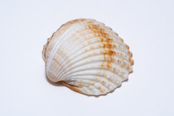 Sea shell close up on white background