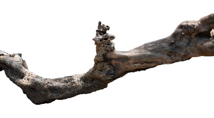 tree branches isolated on white background